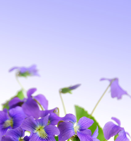 优雅紫色花朵