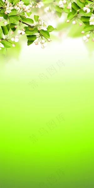 精美植物图片02,免抠元素