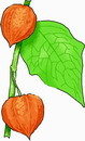 花朵鲜花_441eps,ai矢量模版下载