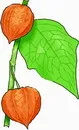 花朵鲜花_441eps,ai矢量模版下载