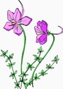 花朵鲜花_186eps,ai矢量模版下载