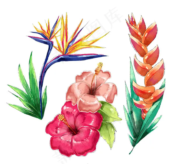 水彩绘热带花卉ai矢量模版下载