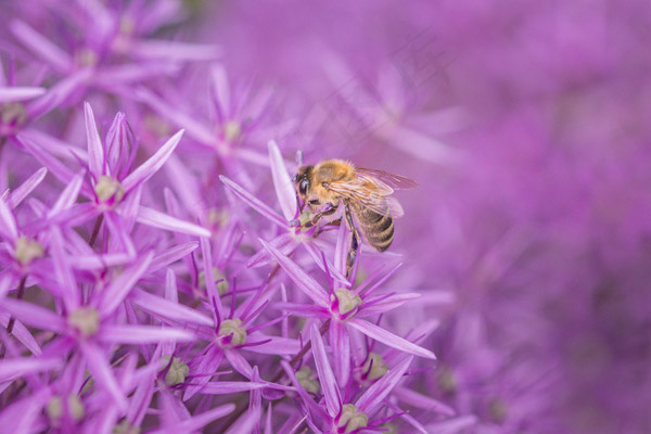 采蜜的蜜蜂