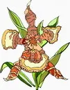 花朵鲜花_62eps,ai矢量模版下载