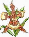 花朵鲜花_62