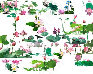 荷花集合