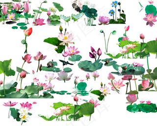 荷花集合