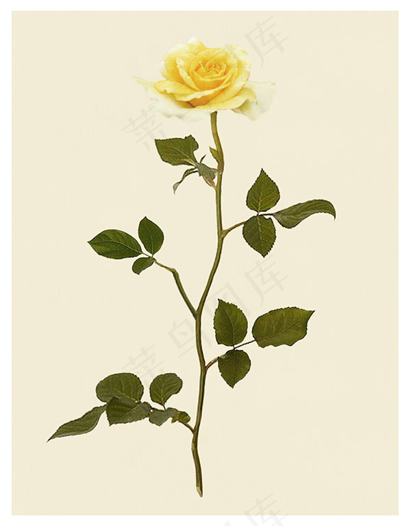 黄色玫瑰花(3697X4724(DPI:300))psd模版下载