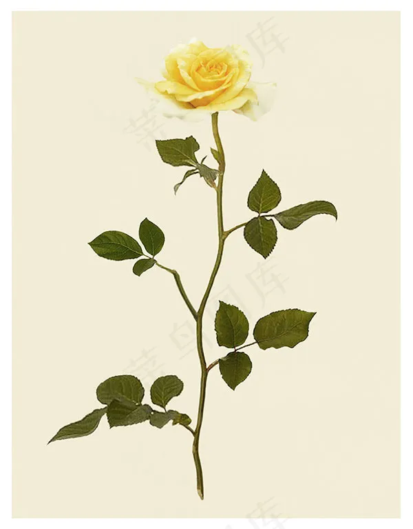 黄色玫瑰花(3697X4724(DPI:300))psd模版下载