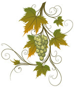 葡萄树矢量素材