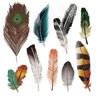 鸟类羽毛矢量