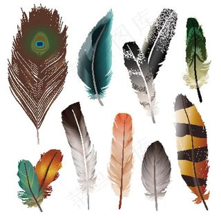 鸟类羽毛矢量