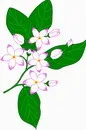 花朵鲜花_537eps,ai矢量模版下载