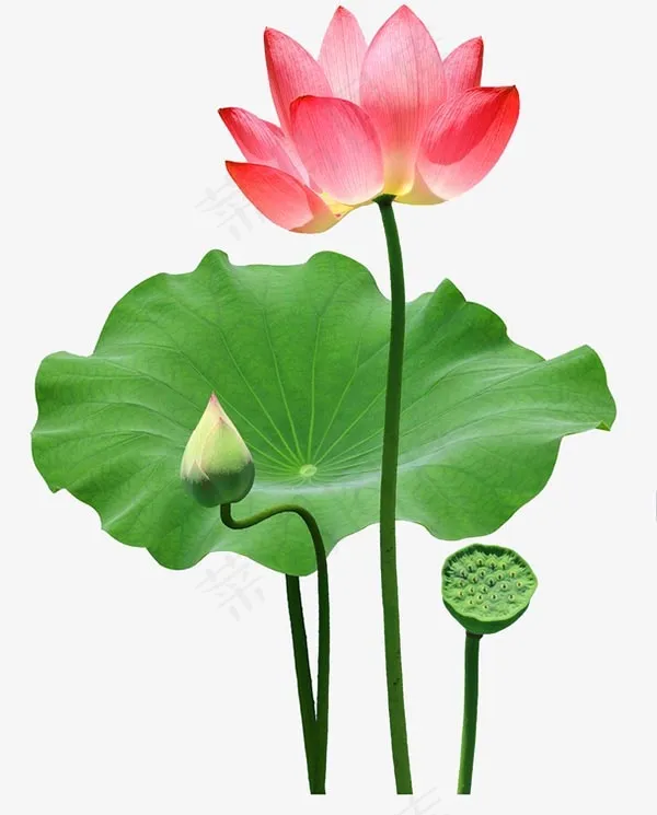 荷花