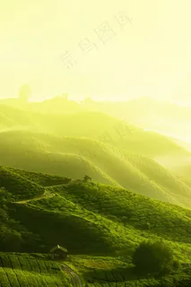 茶园风景3 茶园风景3