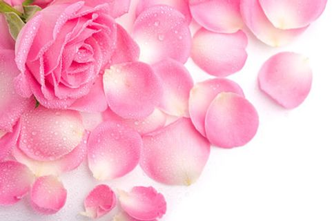 粉红色玫瑰花瓣 粉红色玫瑰花瓣