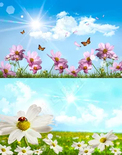 草地上的花朵 草地上的花朵