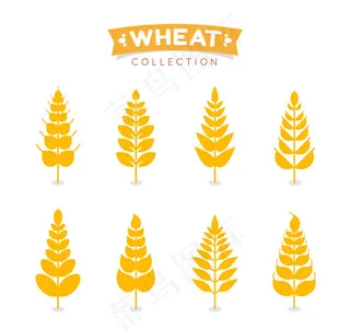 金色小麦设计