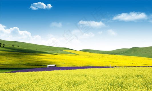 山坡上的油菜花