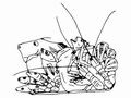 美食佳肴_735ai矢量模版下载