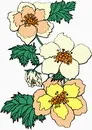 花朵鲜花_56eps,ai矢量模版下载