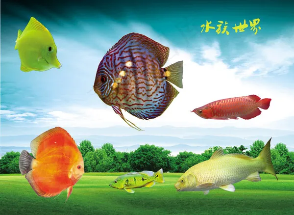 水族箱观赏鱼(6850X4996(DPI:300))psd模版下载