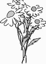 花朵鲜花_1127eps,ai矢量模版下载