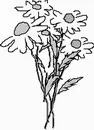 花朵鲜花_1127eps,ai矢量模版下载
