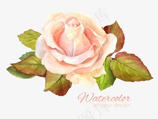 水彩粉色玫瑰