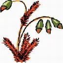 花朵鲜花_564eps,ai矢量模版下载