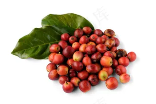 生咖啡豆与绿叶