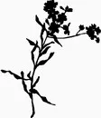 花朵鲜花_1185eps,ai矢量模版下载