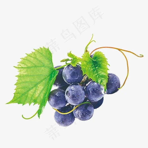 黑加仑葡萄