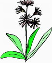 花朵鲜花_590eps,ai矢量模版下载