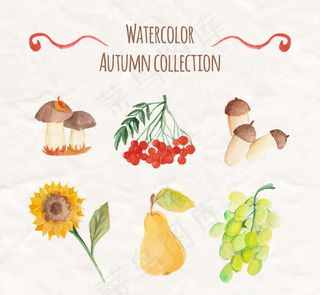 秋季植物与水果,免抠元素