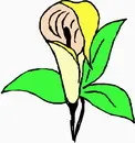 花朵鲜花_874eps,ai矢量模版下载