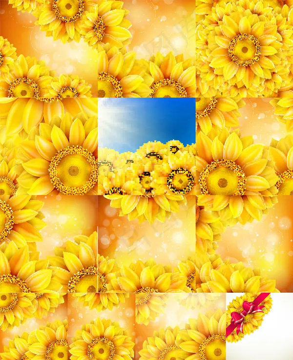 金色太阳花