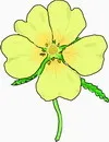 花朵鲜花_570eps,ai矢量模版下载