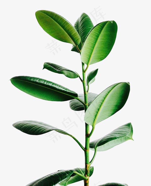 绿色免扣植物psd模版下载