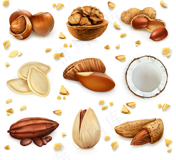 坚果干果矢量