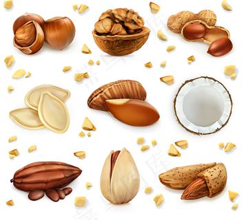 坚果干果矢量