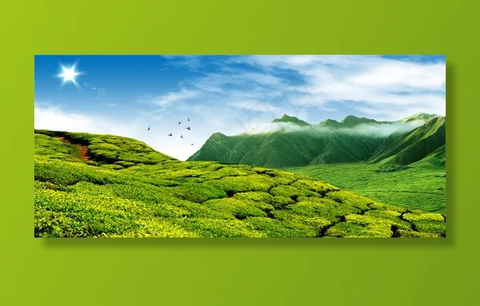 山坡茶园景色