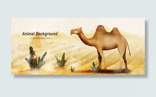 沙漠里的骆驼