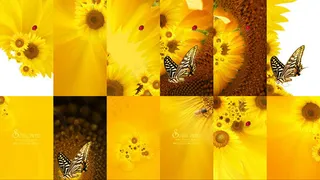 向日葵蝴蝶瓢虫