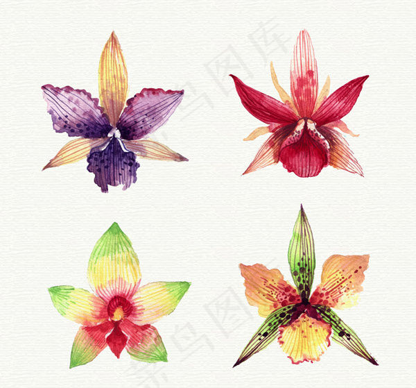水彩绘兰花花朵