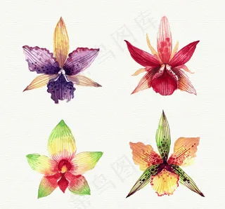 水彩绘兰花花朵