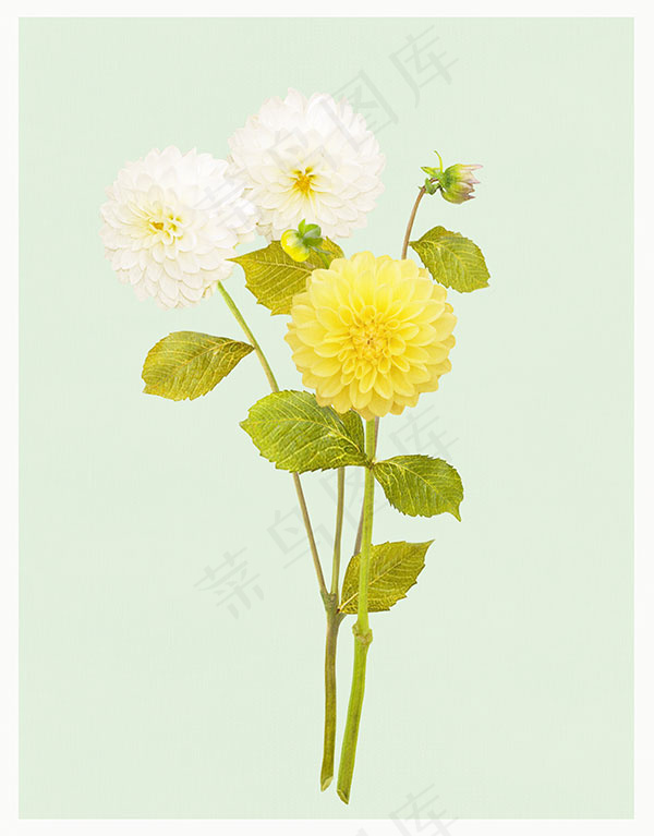 鲜花主题素材(3697X4724(DPI:300))psd模版下载