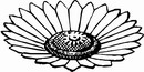 花朵鲜花_1149eps,ai矢量模版下载