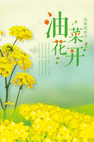 油菜花海报