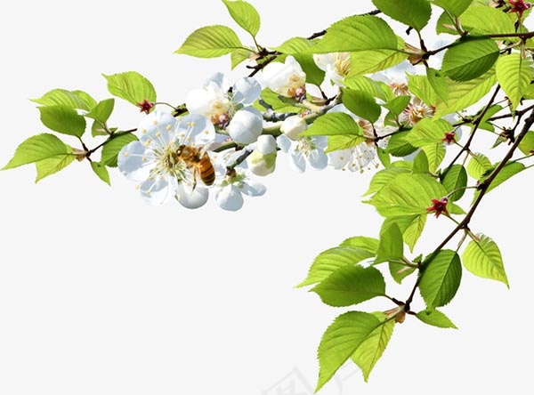 高清树叶花卉